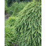 Ялина звичайна Фробург (Picea abies Frohburg) 280 см, WRB