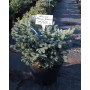 Ялина колюча Глаука Глобоза (Picea pungens Glauca Globosa) 100 см, С65