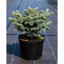 Ялина колюча Глаука Глобоза (Picea pungens Glauca Globosa) 100 см, С65