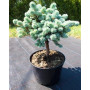 Ялина колюча Глаука Глобоза (Picea pungens Glauca Globosa) 100 см, С65