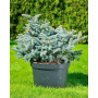 Ялина колюча Глаука Глобоза (Picea pungens Glauca Globosa) 100 см, С65