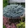 Ялина колюча Глаука Глобоза (Picea pungens Glauca Globosa) 100 см, С65