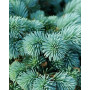 Ялина колюча Глаука Глобоза (Picea pungens Glauca Globosa) 100 см, С65