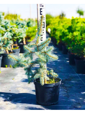 Купити або замовити Ялина