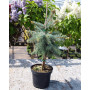 Ялина колюча Хото (Picea pungens Hoto) 80 см, С10