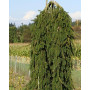 Ялина звичайна Інверса (Picea abies Inversa) 100 см, С10