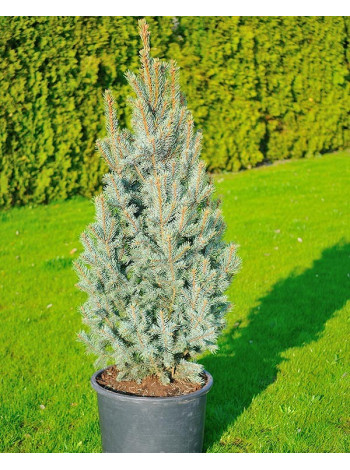 Купити або замовити Ялина