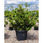Ялина колюча Лакі Страйк (Picea pungens Lucky Strike) 80 см, С10