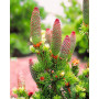 Ялина колюча Лакі Страйк (Picea pungens Lucky Strike) 80 см, С10