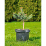 Ялина колюча Майголд (Picea pungens Maigold) 80 см, С10