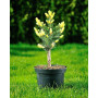 Ялина колюча Майголд (Picea pungens Maigold) 80 см, С10
