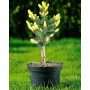 Ялина колюча Майголд (Picea pungens Maigold) 80 см, С10