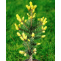 Ялина колюча Майголд (Picea pungens Maigold) 80 см, С10