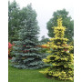 Ялина колюча Майголд (Picea pungens Maigold) 80 см, С10