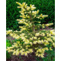 Ялина колюча Майголд (Picea pungens Maigold) 80 см, С10