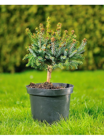 Купити або замовити Ялина