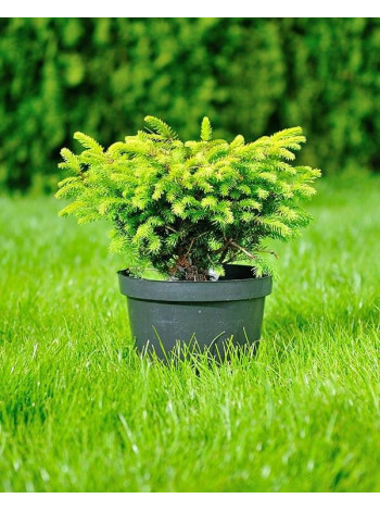 Купити або замовити Ялина