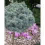 Ялина колюча Палі (Picea pungens Pali) PA 80-90 см, С10