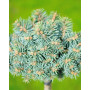 Ялина колюча Палі (Picea pungens Pali) PA 80-90 см, С10
