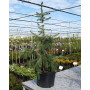 Ялина сербська Пендула (Picea omorika Pendula) 100 см, С10