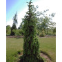 Ялина сербська Пендула (Picea omorika Pendula) 100 см, С10