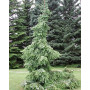 Ялина сербська Пендула (Picea omorika Pendula) 100 см, С10