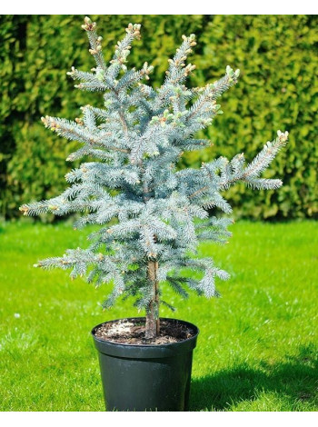 Купити або замовити Ялина