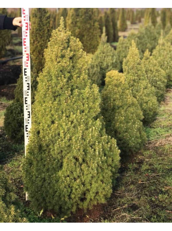 Купити або замовити Ялина