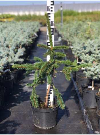 Купити або замовити Ялина