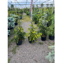 Ель восточная Ауреоспеката (Picea orientalis Aureospicata) 100 см, С10