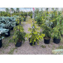 Ель восточная Ауреоспеката (Picea orientalis Aureospicata) 100 см, С10