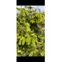 Ель восточная Ауреоспеката (Picea orientalis Aureospicata) 100 см, С10