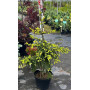 Ель восточная Ауреоспеката (Picea orientalis Aureospicata) 100 см, С10
