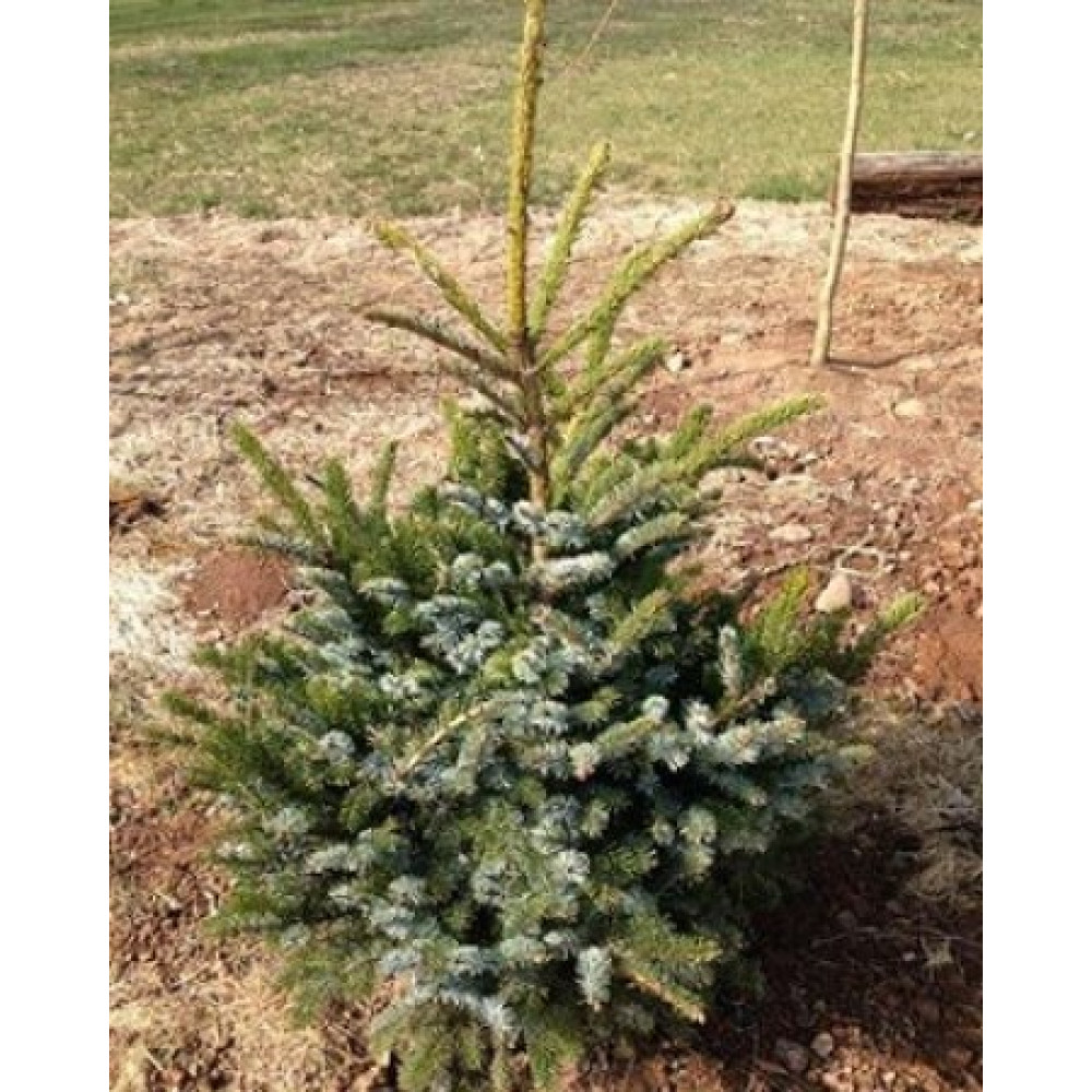 Ялина звичайна Біколор (Picea abieas Bicolor) 