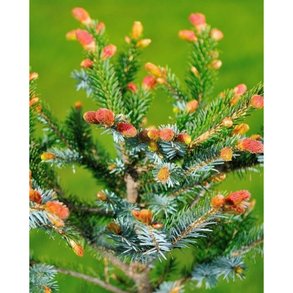 Ялина звичайна Біколор (Picea abieas Bicolor) 