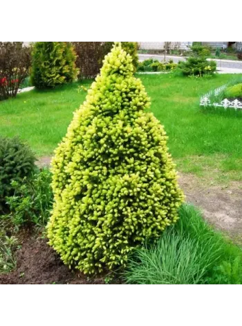 Купити або замовити Ялина