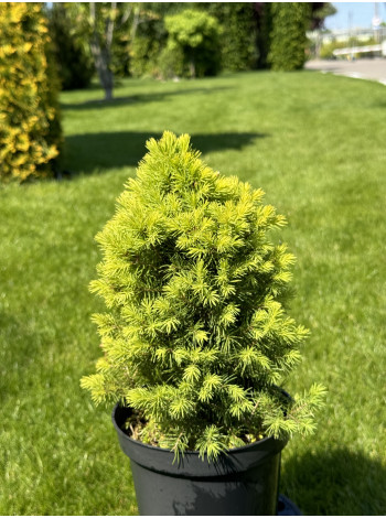 Купити або замовити Ялина