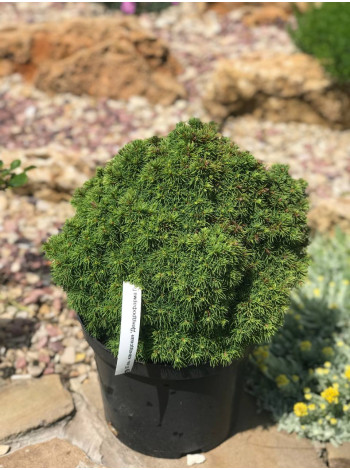 Купити або замовити Ялина