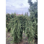 Ялина звичайна Фробург (Picea abies Frohburg) 280 см, WRB