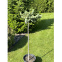 Ель колючая Кеноша Pa (Picea pungens Kenosha Pa) 30 см, С5