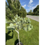 Ель колючая Кеноша Pa (Picea pungens Kenosha Pa) 30 см, С5