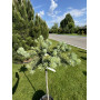 Ель колючая Кеноша Pa (Picea pungens Kenosha Pa) 30 см, С5