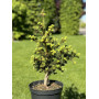 Ялина колюча Лакі Страйк (Picea pungens Lucky Strike) 80 см, С10