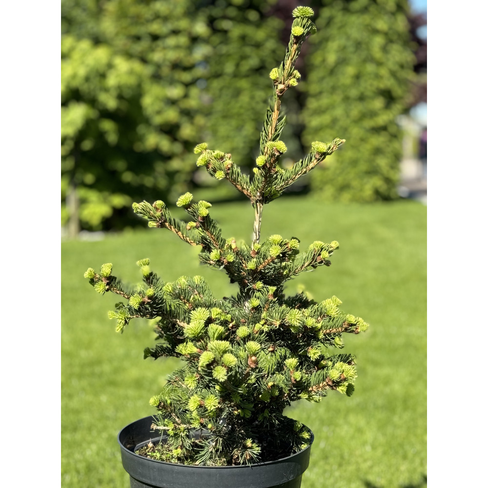 Купити Ялина колюча Лакі Страйк (Picea pungens Lucky Strike) 80 см