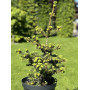 Ялина колюча Лакі Страйк (Picea pungens Lucky Strike) 80 см, С10