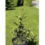 Ялина колюча Лакі Страйк (Picea pungens Lucky Strike) 80 см, С10