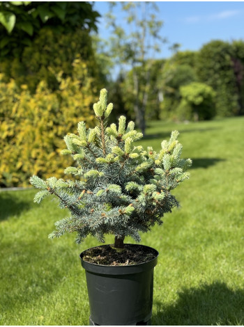 Купити або замовити Ялина