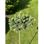 Ялина колюча Платт Лінар (Picea pungens Platte Linar) 20 см, С5