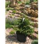 Ялина східна Сільвер Сідлінг (Picea orientalis ‘Silver Seedling’) 60 см, С10