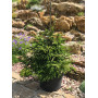 Ялина східна Сільвер Сідлінг (Picea orientalis ‘Silver Seedling’) 60 см, С10